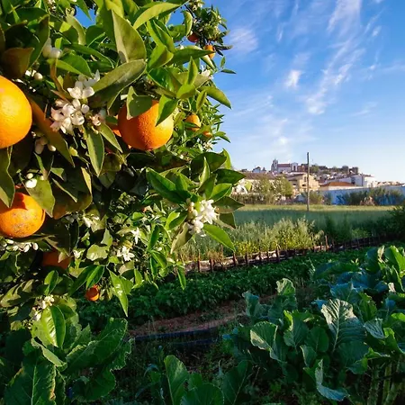 Prázdninový dům Casa Margarida Azul Silves